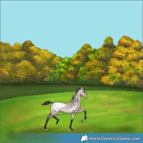 Horse Color:Platinum White Spotted Bay Dun Snowflake Varnish