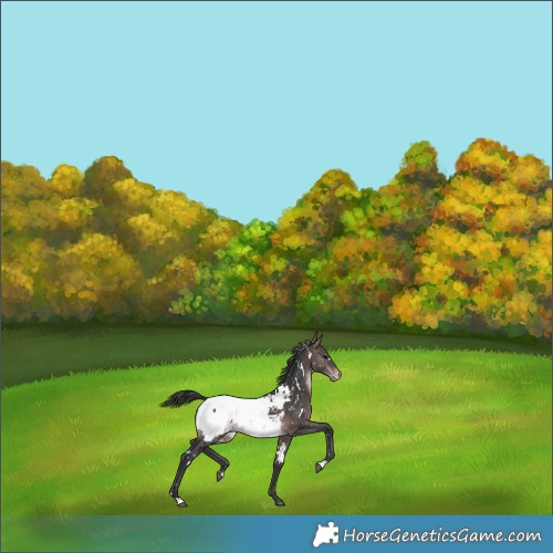 Horse Color:Platinum White Spotted Bay Snowcap 