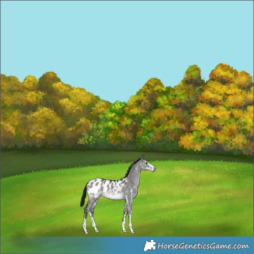 Horse Color:Gray Platinum Brown Dun Sabino Blanket Rabicano 