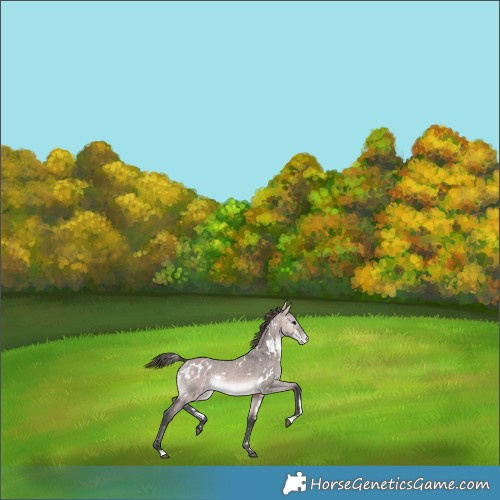 Horse Color:Platinum White Spotted Bay Dun Snowflake Varnish 