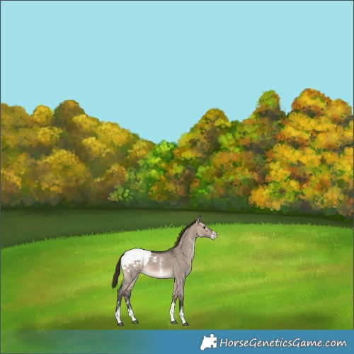 Horse Color:Brown Dun Sabino Snowcap 