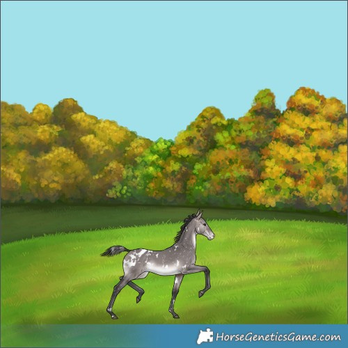 Horse Color:Platinum White Spotted Bay Dun Snowflake Varnish 