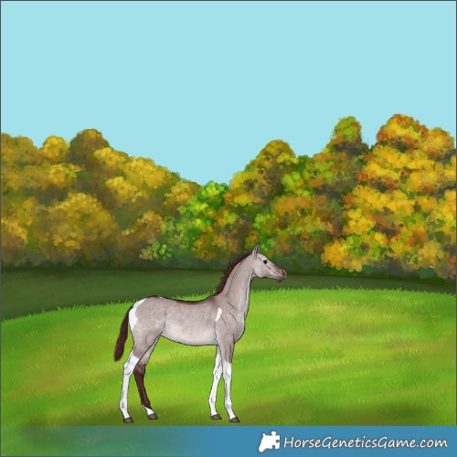 Horse Color:Gray Platinum Chocolate Bay Dun Tobiano 