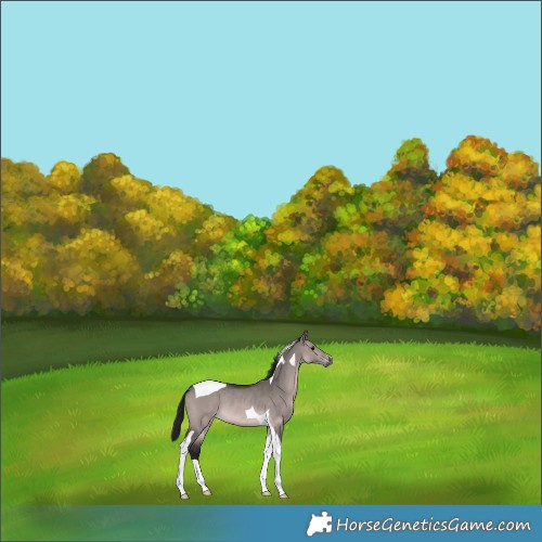 Horse Color:Gray Platinum Bay Dun Tobiano Rabicano 