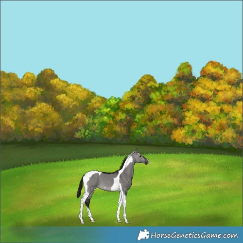 Horse Color:Gray Platinum Brown Dun Tobiano 