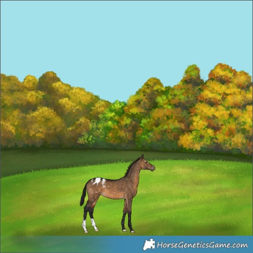 Horse Color:Gray Bay Dun Blanket 