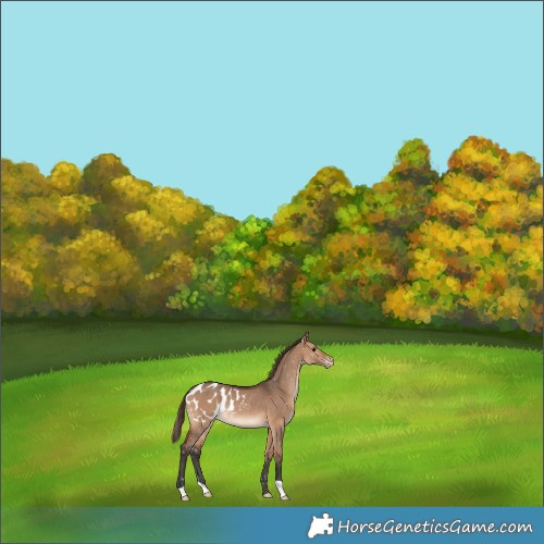 Horse Color:Bay Dun Appaloosa Rabicano