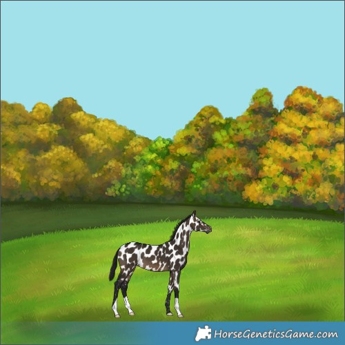 Horse Color:Gray Brown Dun Near Leopard 