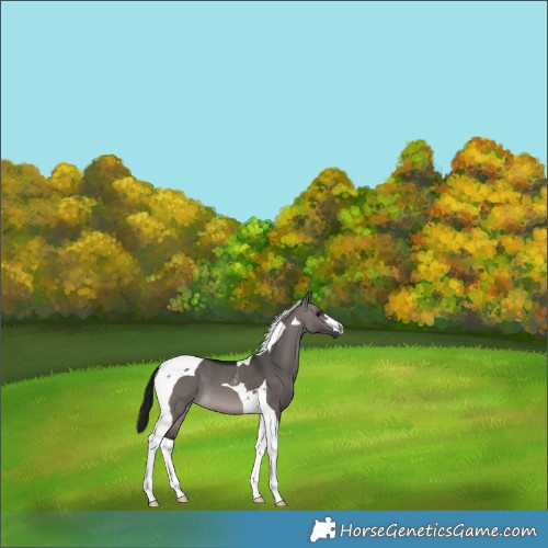 Horse Color:Gray Platinum Bay Dun Tobiano 