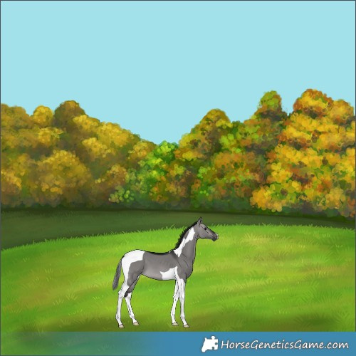 Horse Color:Gray Platinum Brown Dun Tobiano 