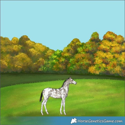 Horse Color:Gray Brown Dun Sabino Appaloosa 
