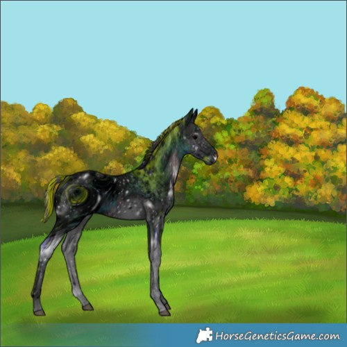 Horse Color:ERROR: UNKNOWN ANOMALY