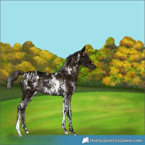 Horse Color:Gray White Spotted Liver Red Dun Ice Mushroom Tobiano Rabicano  and Gray White Spotted Midnight Liver Red Dun Ice Rabicano Brindle 