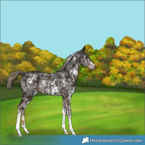 Horse Color:Gray White Spotted Liver Chestnut Mushroom Sabino 