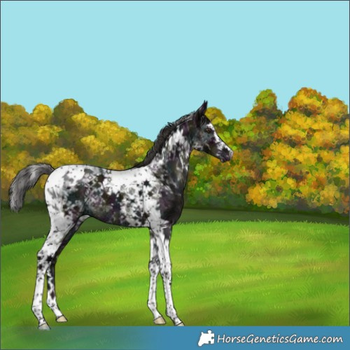 Horse Color:Platinum White Spotted Midnight Liver Red Dun Ice Splash Tobiano Brindle 