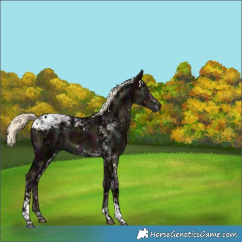 Horse Color:Gray Midnight Liver Red Dun Ice Mushroom Tobiano Brindle 