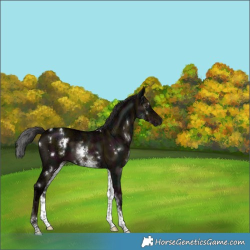 Horse Color:Gray White Spotted Midnight Liver Red Dun Ice Brindle 
