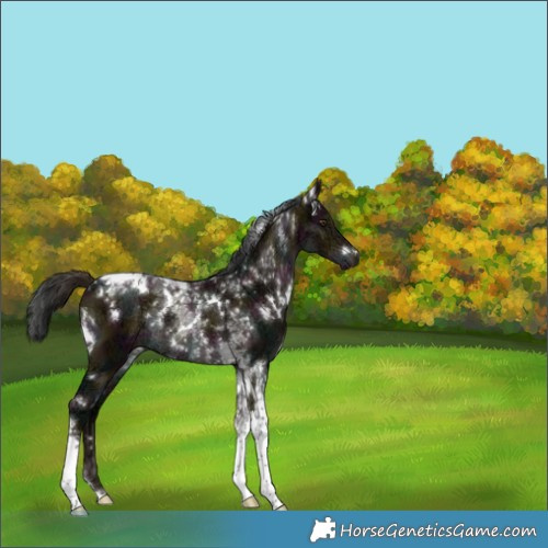 Horse Color:White Spotted Midnight Liver Red Dun Ice Tobiano Rabicano 