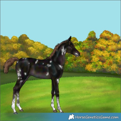 Horse Color:White Spotted Midnight Liver Chestnut 