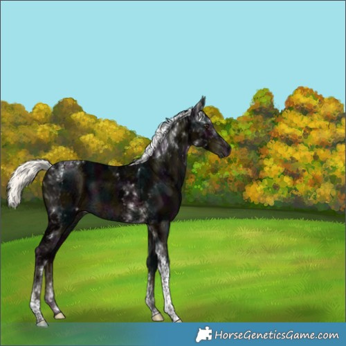 Horse Color:White Spotted Midnight Liver Chestnut Ice Mushroom Tobiano 
