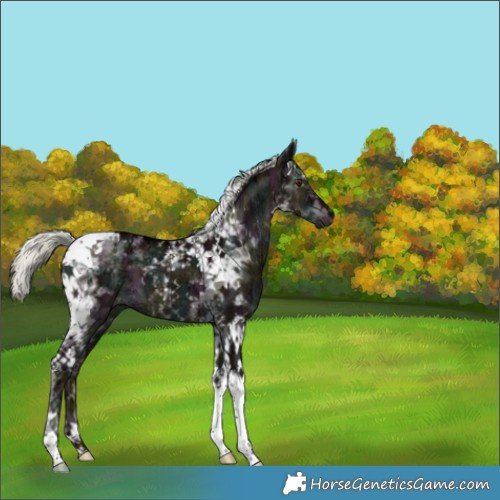 Horse Color:Midnight Liver Red Dun Ice Mushroom Tobiano Brindle 