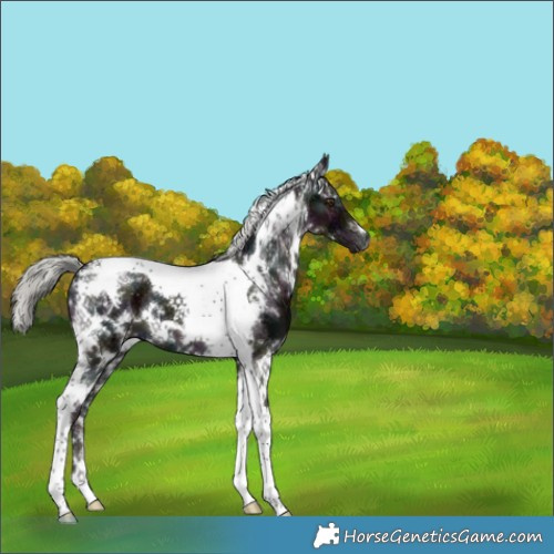 Horse Color:White Spotted Midnight Liver Chestnut Ice Mushroom Tobiano 