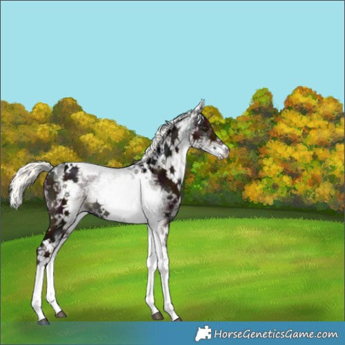 Horse Color:White Spotted Midnight Liver Chestnut Mushroom Tobiano 