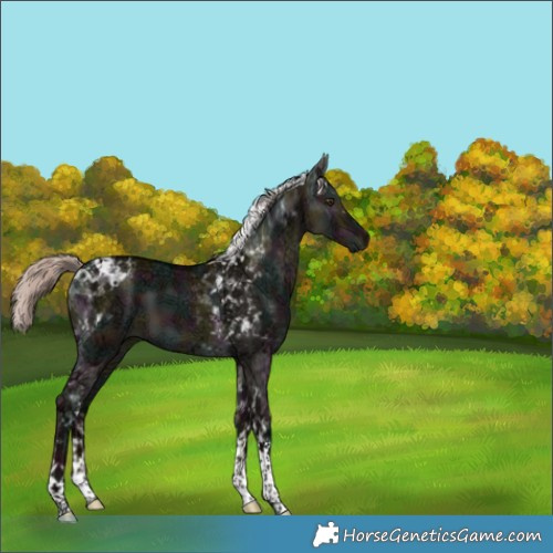 Horse Color:White Spotted Midnight Liver Red Dun Ice Mushroom Tobiano 