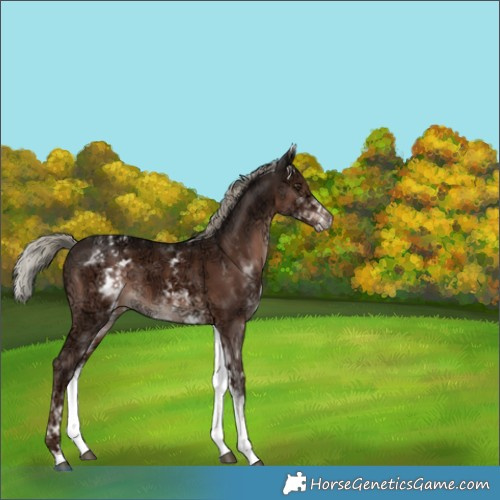 Horse Color:White Spotted Liver Chestnut Ice Mushroom Rabicano 