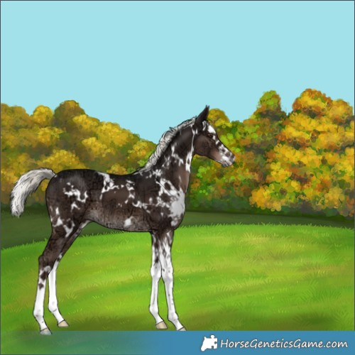 Horse Color:White Spotted Liver Chestnut Ice Mushroom Splash 
