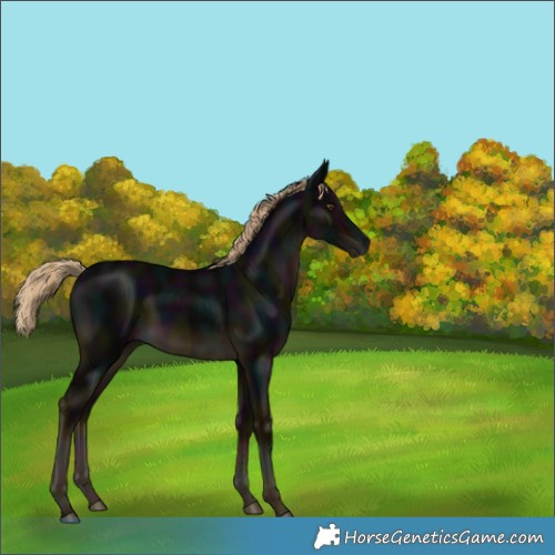 Horse Color:Gray White Spotted Midnight Chocolate Palomino Mushroom 