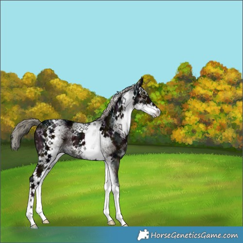 Horse Color:White Spotted Midnight Liver Chestnut Ice Mushroom Rabicano 