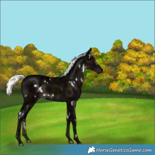 Horse Color:White Spotted Midnight Liver Chestnut Ice Mushroom Rabicano 