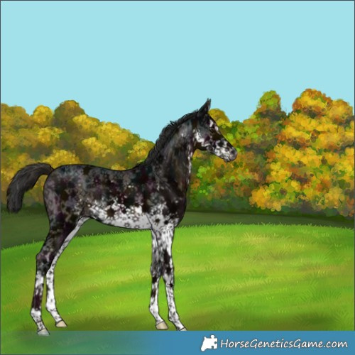Horse Color:Gray White Spotted Midnight Liver Chestnut Ice Sabino 