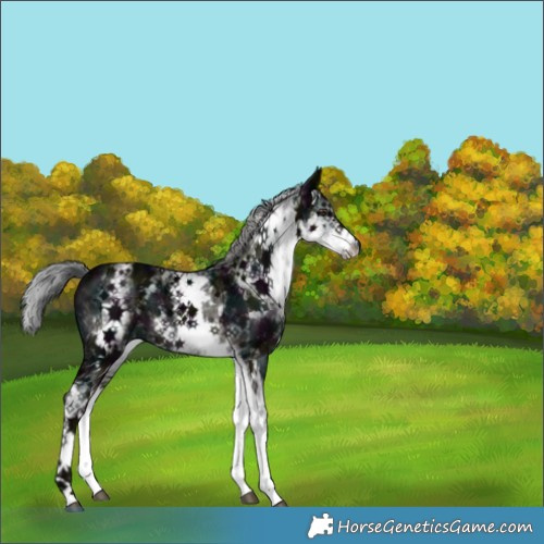 Horse Color:Platinum White Spotted Midnight Liver Chestnut Ice Mushroom 