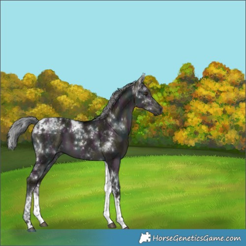 Horse Color:Platinum White Spotted Midnight Liver Red Dun Mushroom Tobiano Rabicano Brindle 
