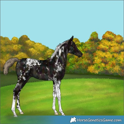 Horse Color:White Spotted Midnight Liver Red Dun Ice Tobiano Brindle 