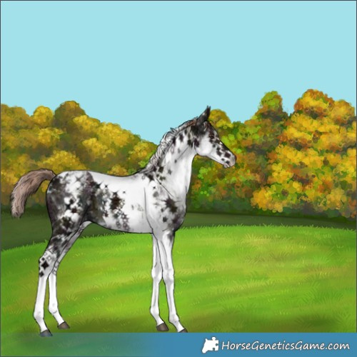 Horse Color:White Spotted Midnight Liver Red Dun Ice Tobiano Brindle 