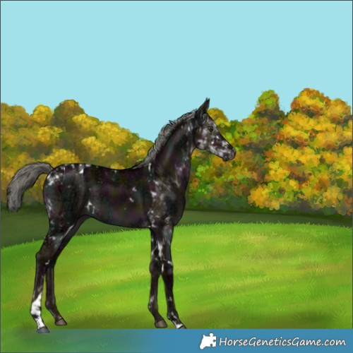 Horse Color:White Spotted Midnight Liver Red Dun Ice Mushroom Tobiano 