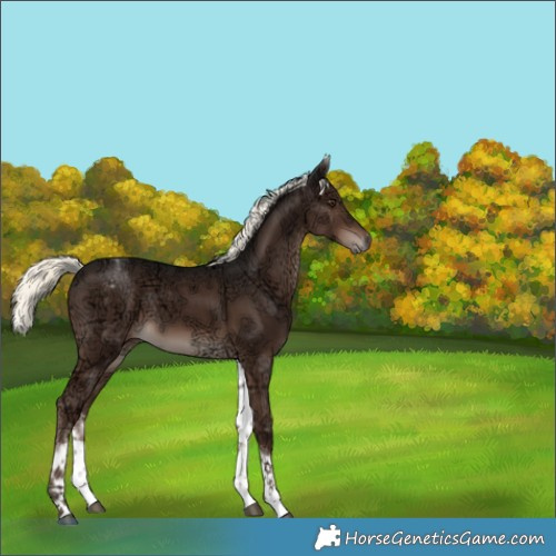 Horse Color:White Spotted Liver Chestnut Ice Mushroom Rabicano 