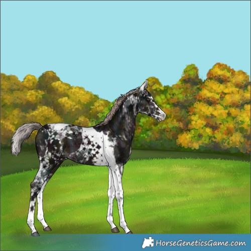 Horse Color:Platinum White Spotted Midnight Liver Chestnut Splash Tobiano 
