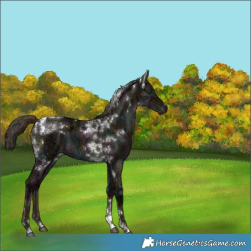 Horse Color:White Spotted Midnight Liver Red Dun Ice Tobiano Brindle 