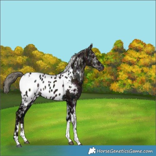 Horse Color:White Spotted Midnight Liver Red Dun Ice Mushroom Tobiano Blanket Brindle 