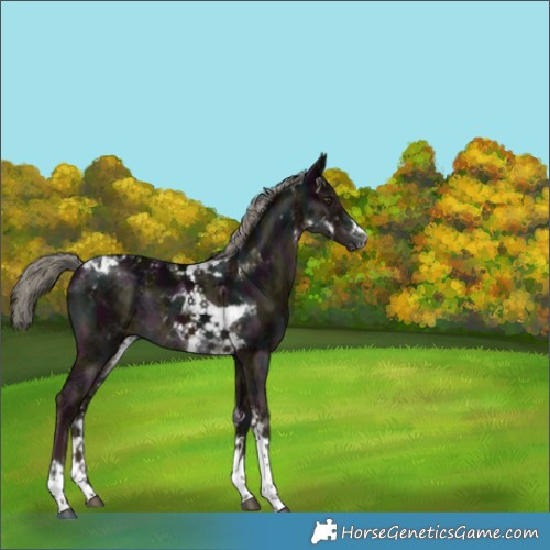 Horse Color:Midnight Liver Chestnut Mushroom Sabino Tobiano 