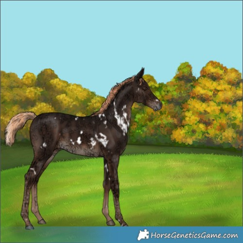 Horse Color:White Spotted Liver Chestnut Ice 