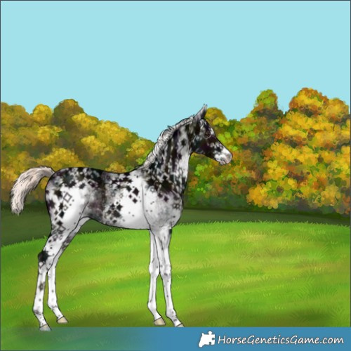 Horse Color:White Spotted Midnight Liver Chestnut Ice Mushroom Rabicano 
