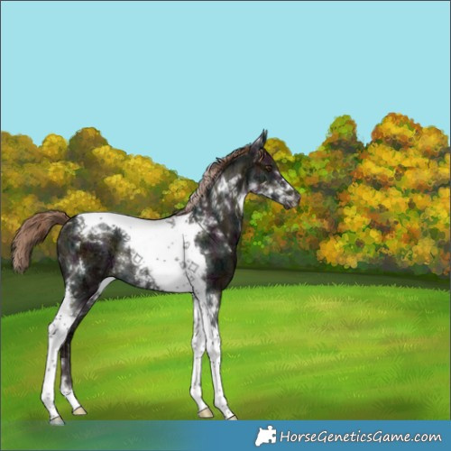 Horse Color:Midnight Liver Red Dun Ice Tobiano Rabicano Brindle 
