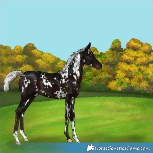 Horse Color:White Spotted Midnight Liver Chestnut Mushroom 