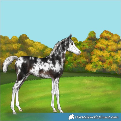 Horse Color:White Spotted Liver Chestnut Ice Mushroom Splash 