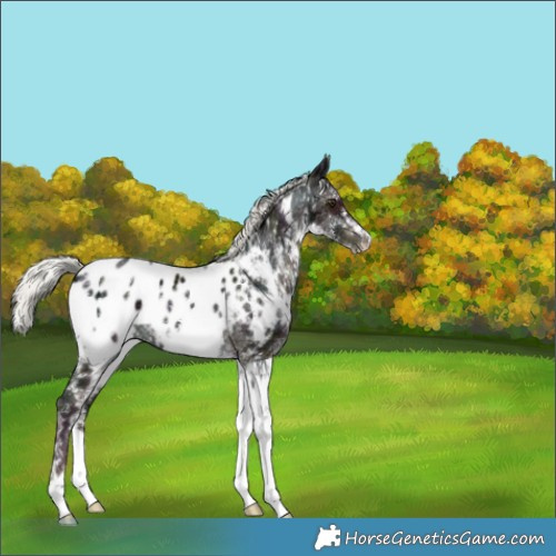 Horse Color:White Spotted Midnight Liver Chestnut Mushroom Blanket 